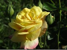 ���� ������ ��� / ������ ���������