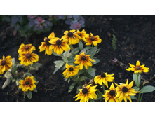 �������� ����� ���� ������