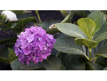 ��������� � � ������