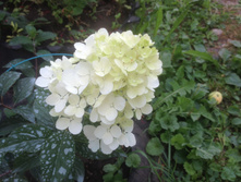 ��������� "������� �����"