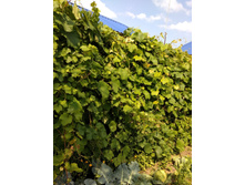 �������� �� ����� ������ �������