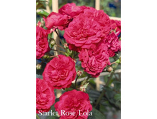 ���� Starlet Rose Lola (�������� 7��) .jpeg