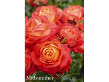 ���� Midsummer (�������� 15��).jpeg