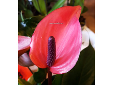 �������� ����� ������� ( Anthurium Cherry Champion)