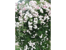 ���� Swan Lake (�������� 6��).jpeg