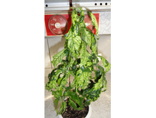 ��������������� ��������� -����