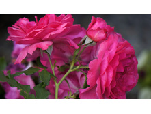 ���� rosarium uetersen