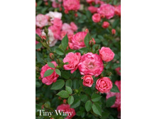 ���� Tiny Winy (�������� 7��).jpeg