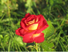 ���� �������� (FRIENDSHIP)