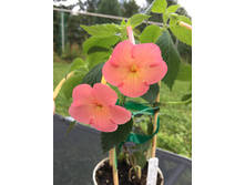 �������� Sweet and Sour1(o).JPG