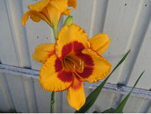 �������� Fooled Me