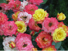 ����������� ���� Sunmaid / ������ ���������