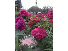 ����� /������������� ���� (���������) ��� Marietta ���� 248 +