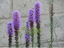 ������� ��������� �������