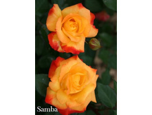 ���� Samba (�������� 9��).jpeg