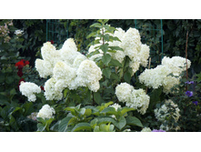 ��������� ����������� �������� �������