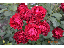 ������� ���� (Heinz Winkler) /������������� ���� (�����-���������) ������� ����: 274 � ��� Marietta