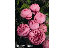 ���� Happy Piano (�������� 15��).jpeg
