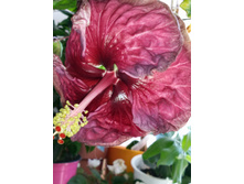 IMG 20180803 092625.jpg