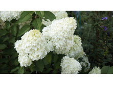 ��������� ����������� �������� �������