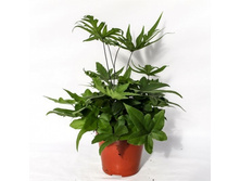 ����������� ����������� ( Doryopteris pedata )- 400 - 500 ���.