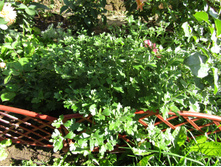 ���������� ����������� Branbeach