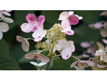 ���� ���