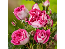 ���� Maxim (�������� 7��)jpg