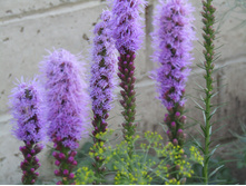 ������� ��������� �������