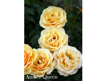 ���� Amber Queen (�������� 10��).jpeg