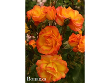 ���� Bonanza (�������� 10��).jpeg