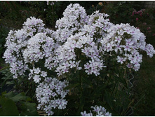 ������, �������������� �����