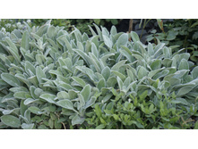 ������ ����������