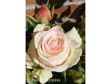 ���� Johann Strauss (�������� 5��).jpeg