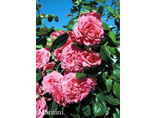 ���� Maritim (�������� 6��).jpeg