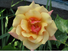 Belle Epoque / ��������� ���������