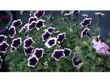 ������� Cascadias Rim Magent