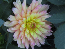 ������� ������� �����