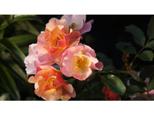 �������������� Jazz