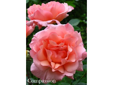 ���� Compassion (�������� 11��).jpeg