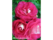 ���� Heimatmelodie (�������� 10��).jpeg