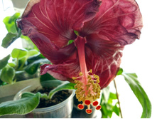 IMG 20180803 092233 HDR.jpg