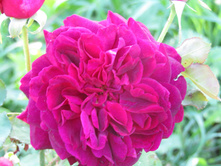 ���� ������� ��� (Munstead Wood) / ������