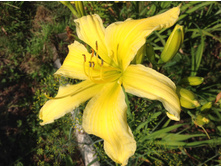 �������� �������