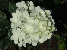 ��������� "������� �����"