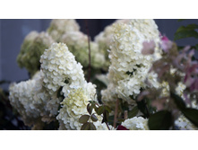 ��������� ����������� �������� �������