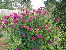 ������� ���������