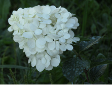 ��������� "������� �����"