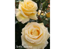 ���� Aves Amour (�������� 5��).jpeg