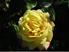 ���� ������ ��� / ������ ���������